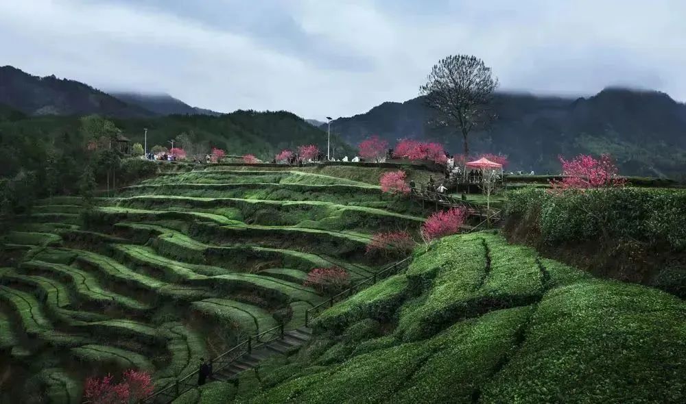 英山茶叶谷茶与爱情图片