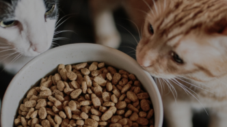 猫经济崛起：国产猫粮是虚假繁荣吗？