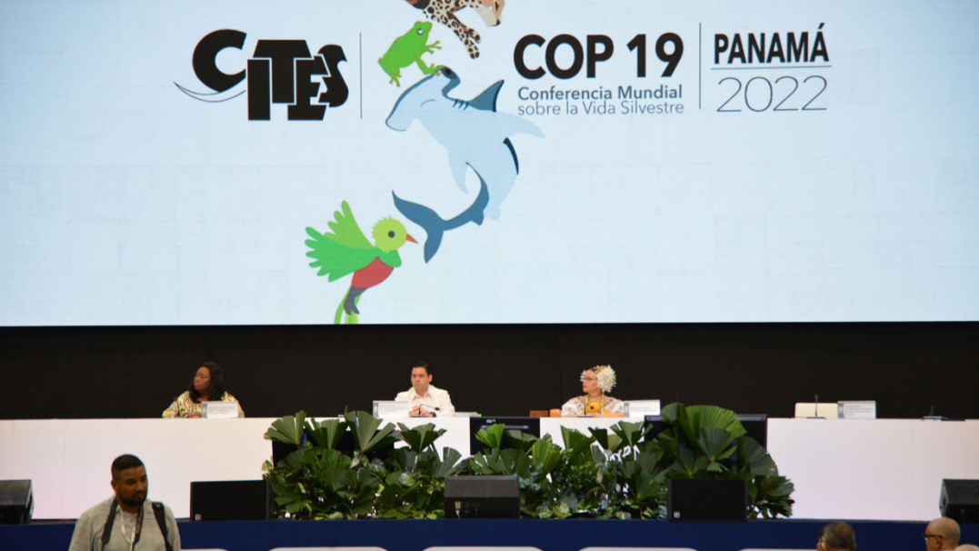 CITES秘书长伊沃妮·伊格萝发表对CoP19成果的反思