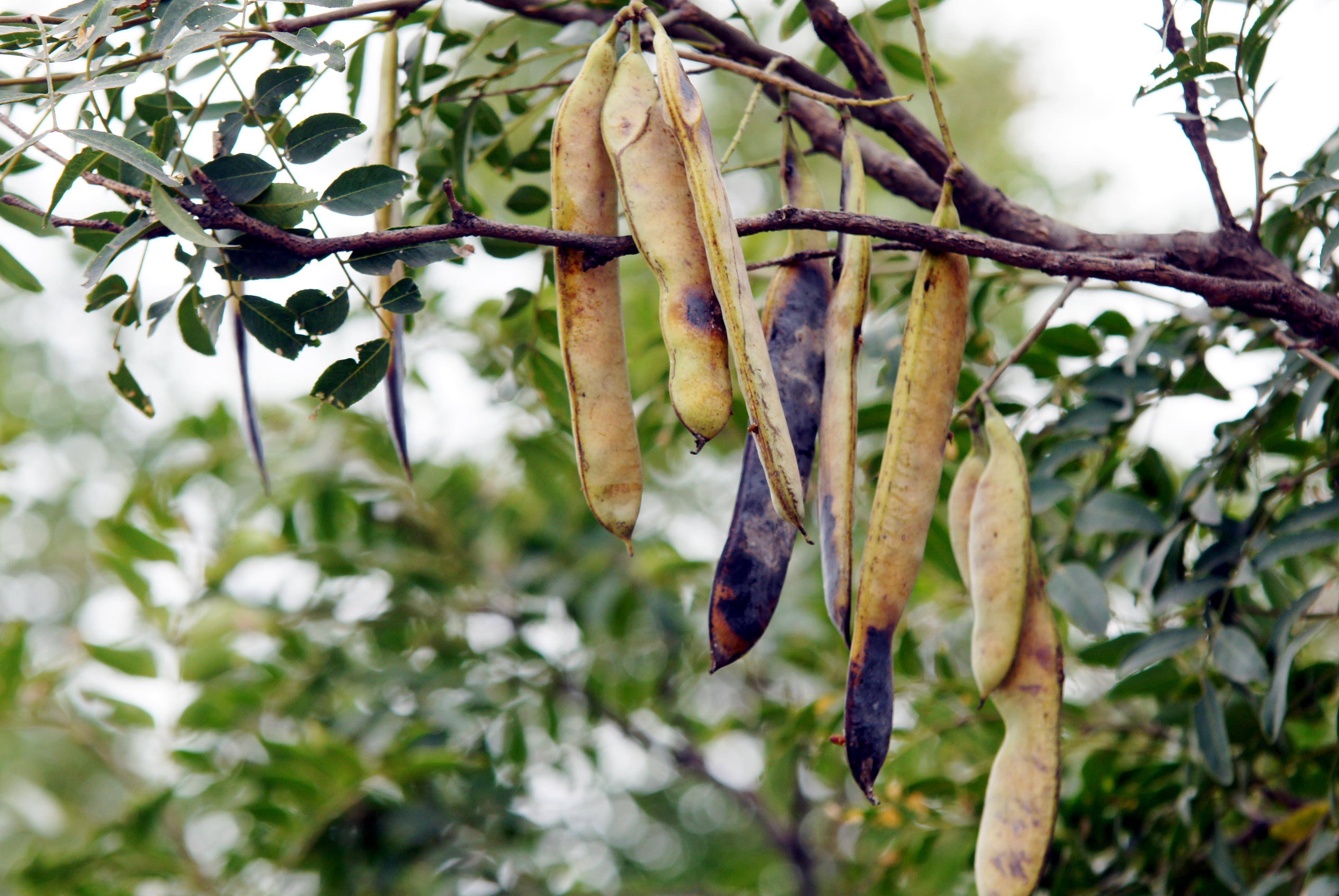 豆科植物:皂角(药用植物).视觉中国图
