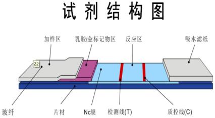 佰奥达生物试剂怎么样【科普】抗原试剂什么原理？这种原材料很关键！_https://www.jmylbn.com_新闻资讯_第1张