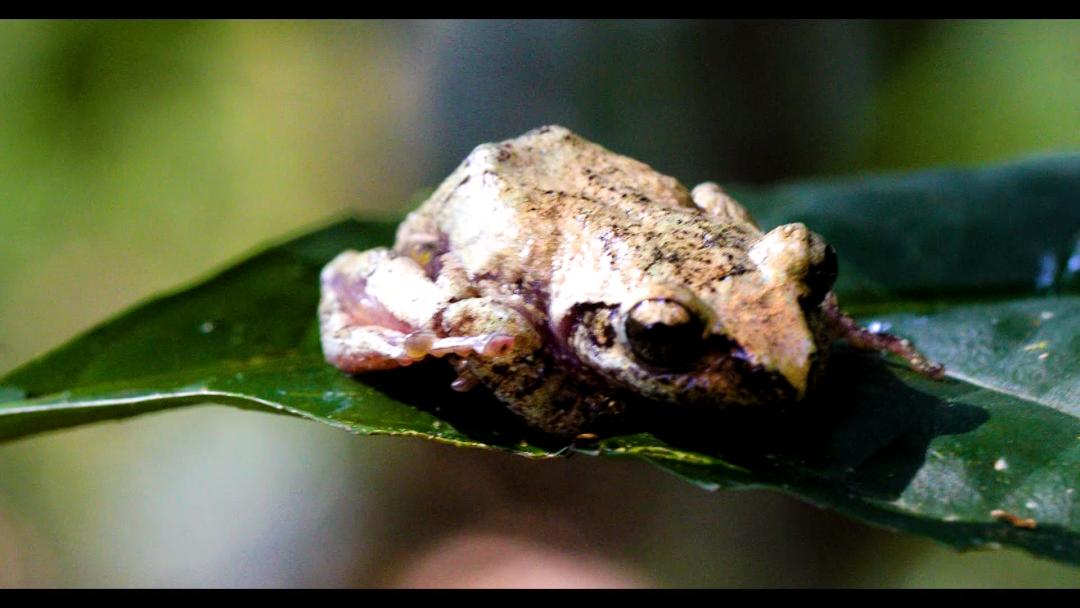 cop15丨一起来看摄影微距下的"大围山树蛙"