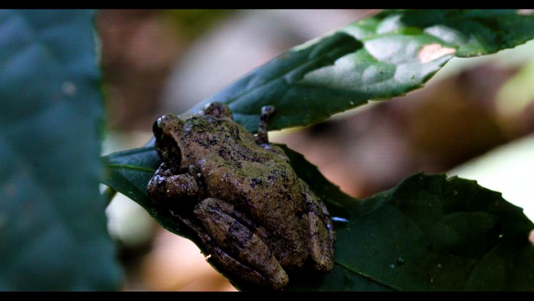 cop15丨一起来看摄影微距下的"大围山树蛙"