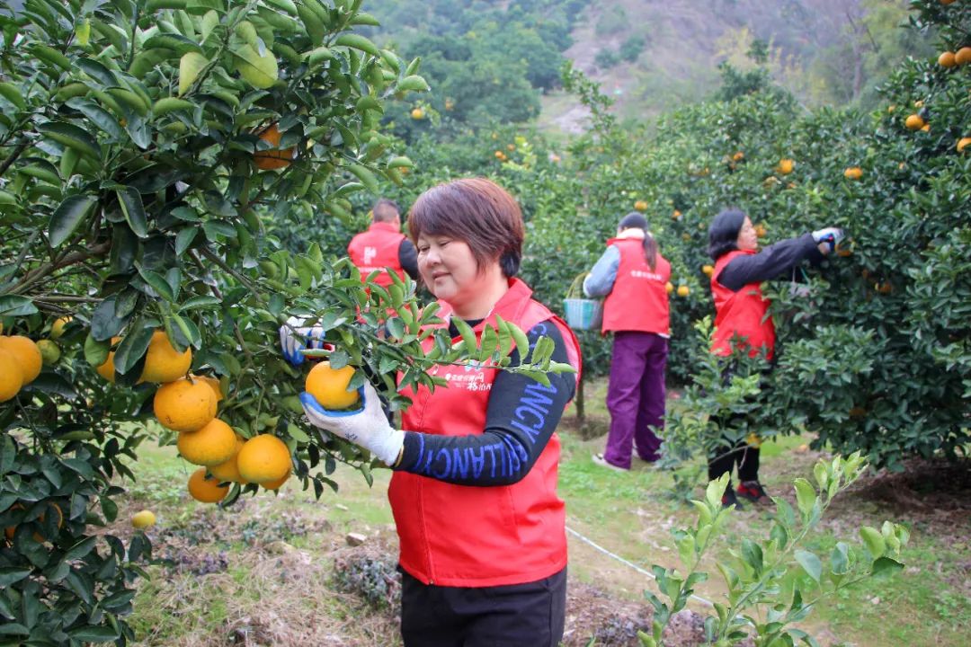 温岭“巾帼红”抢收高橙助农增收_澎湃号·政务_澎湃新闻-The Paper