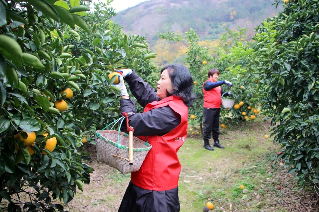 温岭“巾帼红”抢收高橙助农增收_澎湃号·政务_澎湃新闻-The Paper