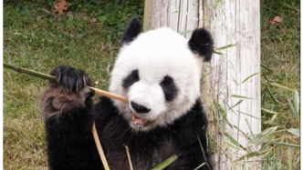 美动物园宣布归还大熊猫，当地民众难掩失落｜美加新闻播报