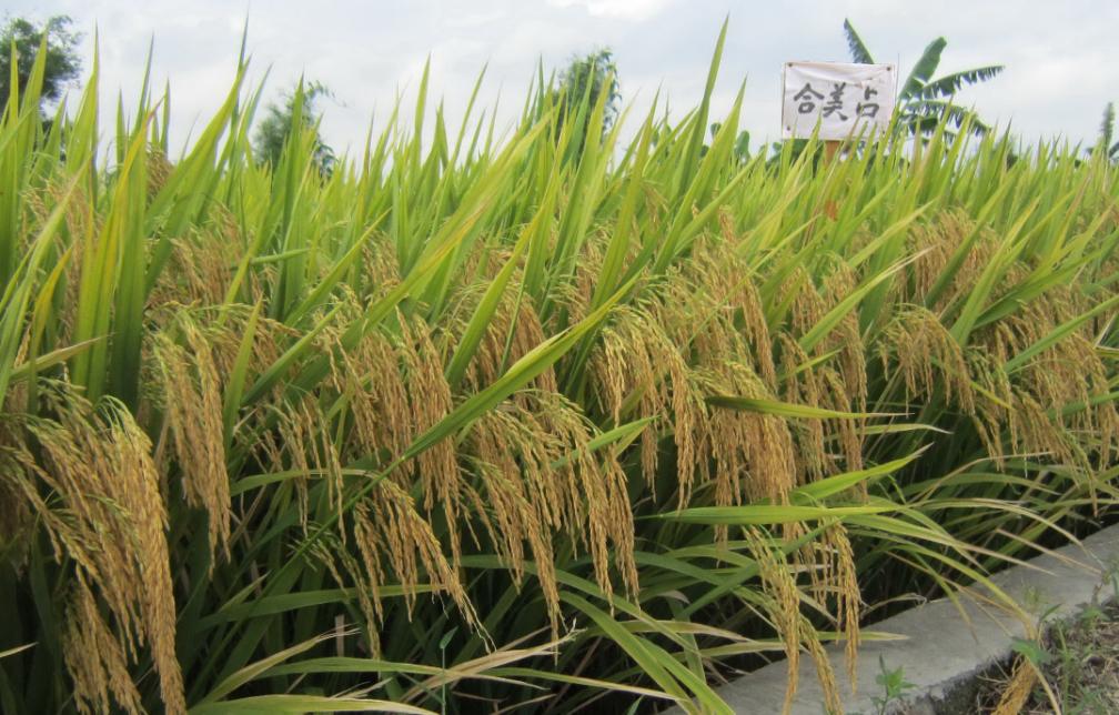 若者の大愛商品 水稲直播器 食用野生植物 昭和6-8年 6冊 52-57号