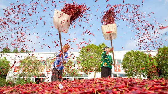 朱亚坤 摄三,对提振石柱加工辣椒产业发展的思考和建议今年以来,石柱