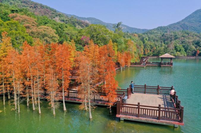 新会石涧公园水杉林,邂逅初冬的浪漫!