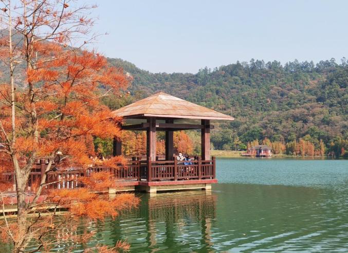 新会石涧公园水杉林,邂逅初冬的浪漫!