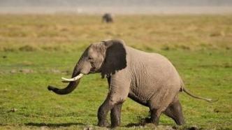 绿会CITES工作组接受日内瓦研究人员的访谈 | 大象保护
