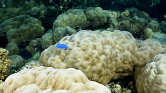 珊瑚生存转机 | 帕劳的洛克群岛发现耐热珊瑚
