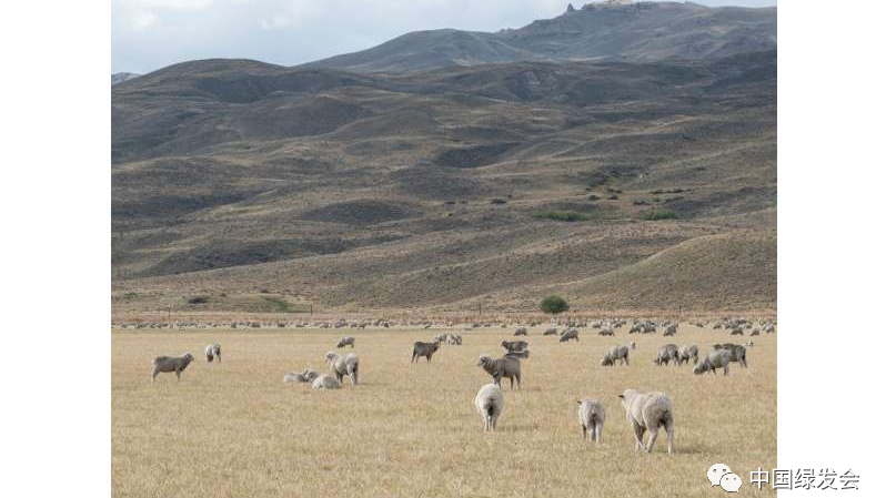 UNCCD：放牧压力的增加威胁着最干旱的牧场