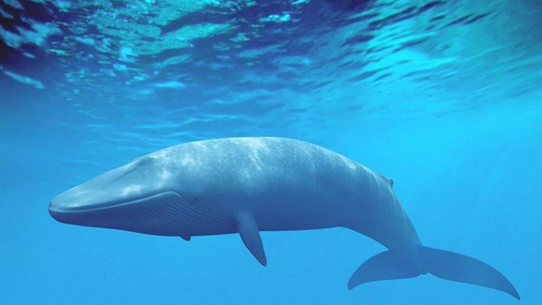 世界上现存的体型最大的动物：蓝鲸