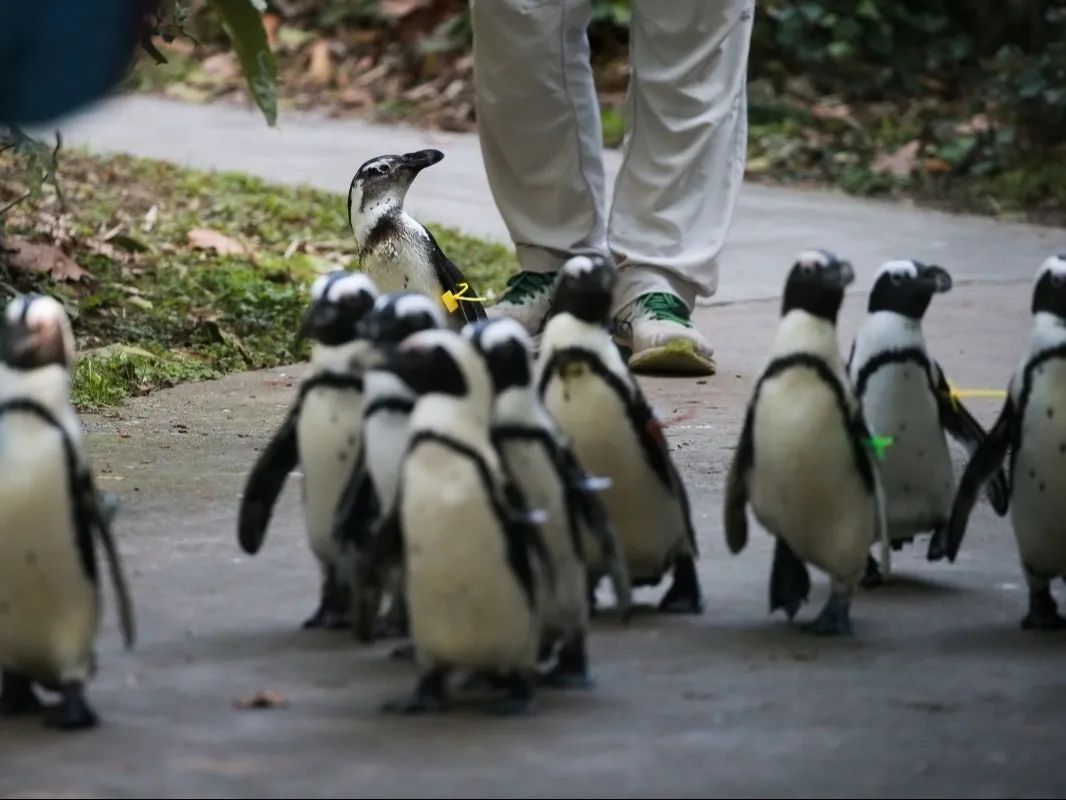 2023开年大秀，斑嘴环企鹅“哔哩”状况百出~