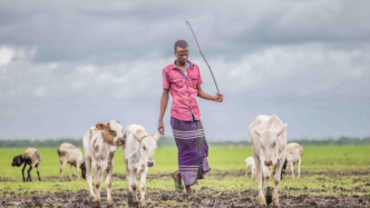 骷髅牛 | 气候变化摧毁了肯尼亚牧民的生计