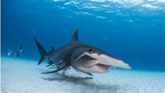 【研究】对大锤头鲨和尖吻鲭鲨的基因组测序取得重大突破