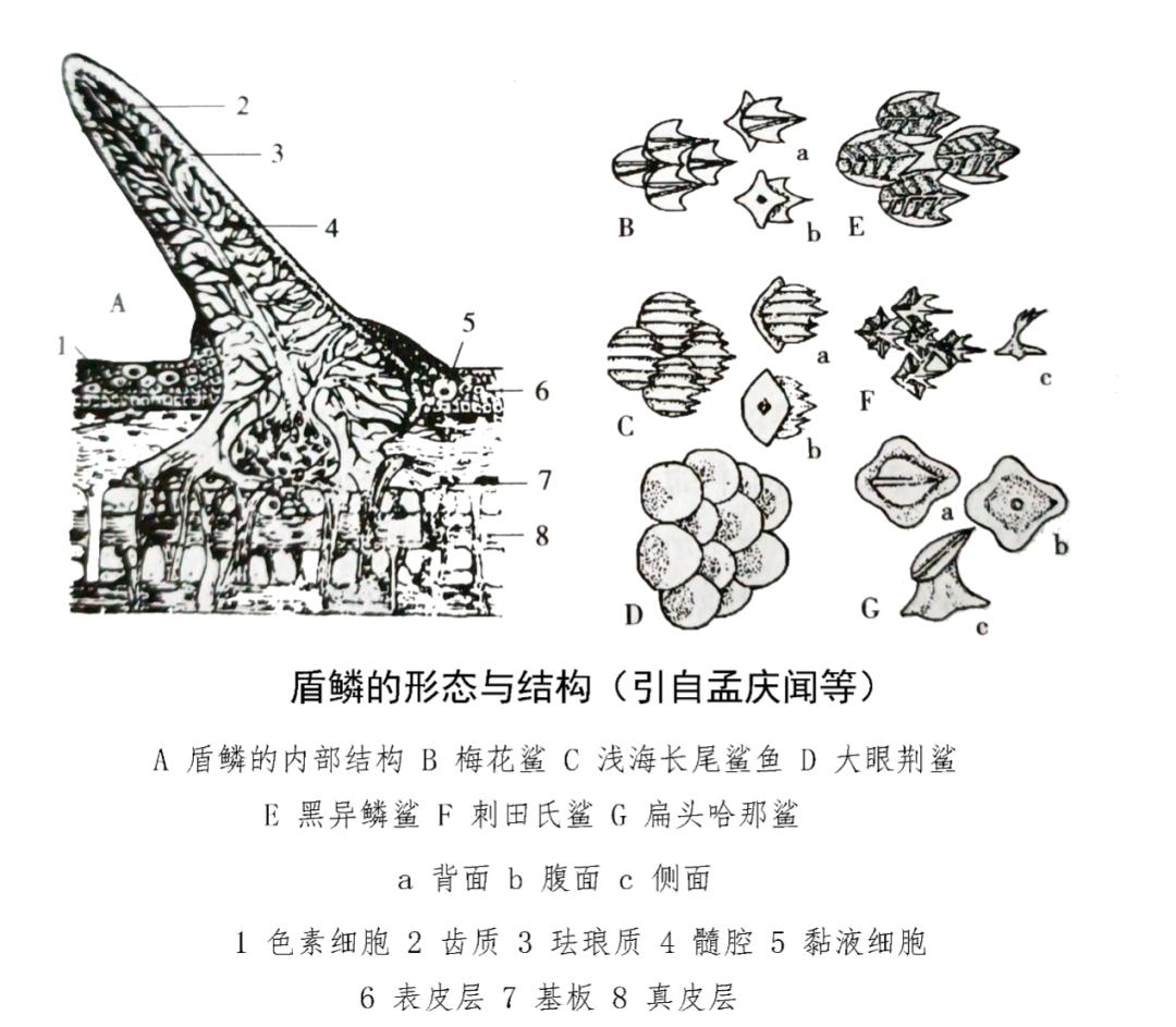 大白鲨好吃吗?_澎湃号·湃客_澎湃新闻-The Paper