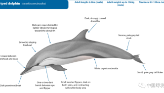 条纹原海豚：最美小型鲸目动物之一 | 绿会生物多样性科普小课堂