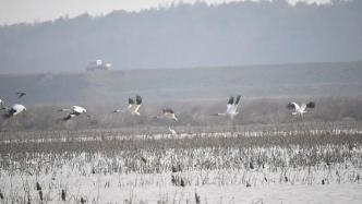 东港湖冬季水鸟调查——愿更多湿地为水鸟提供港湾