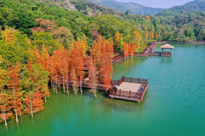 江门,红了!打卡攻略收好～_澎湃号·政务_澎湃新闻-the paper