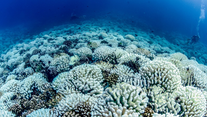 藏在海表温度下 | 威胁珊瑚礁的隐藏热浪