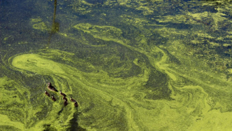 缘何新泽西州迪亚尔湖陷入赤潮的季节性循环怪圈？研究专家建议恢复湿地和自然
