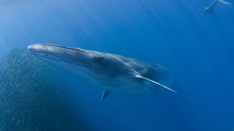 热带鲸：布氏鲸|绿会生物多样性科普小课堂