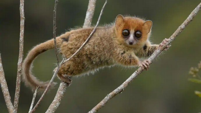 科学家称：马达加斯加独特的野生动物或将迎来灭绝浪潮