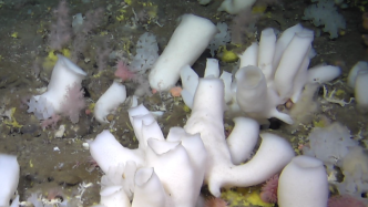 重磅：《深海海绵生态系统》专辑付梓，含104位研究人员的29篇论文