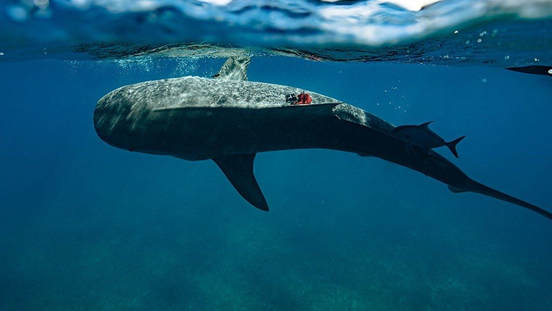 鲨鱼带路，全球最大海草床在巴哈马现身