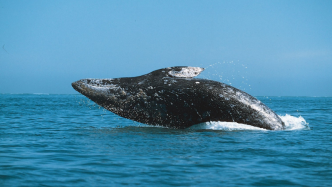 第九大体型的鲸类动物：灰鲸