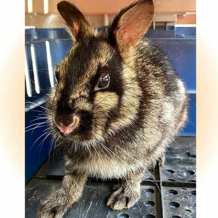 知道这些,包你成为兔年博学家(下篇)_澎湃号·政务_澎湃新闻-The Paper