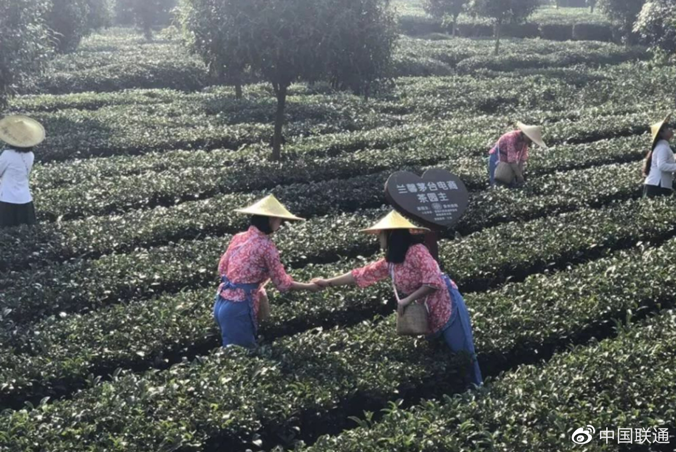 【中国茶海----湄潭县的永兴茶场】-中关村在线摄影论坛