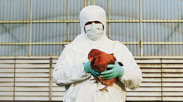 美国专家警告，禽流感病毒如实现飞跃，将非常致命