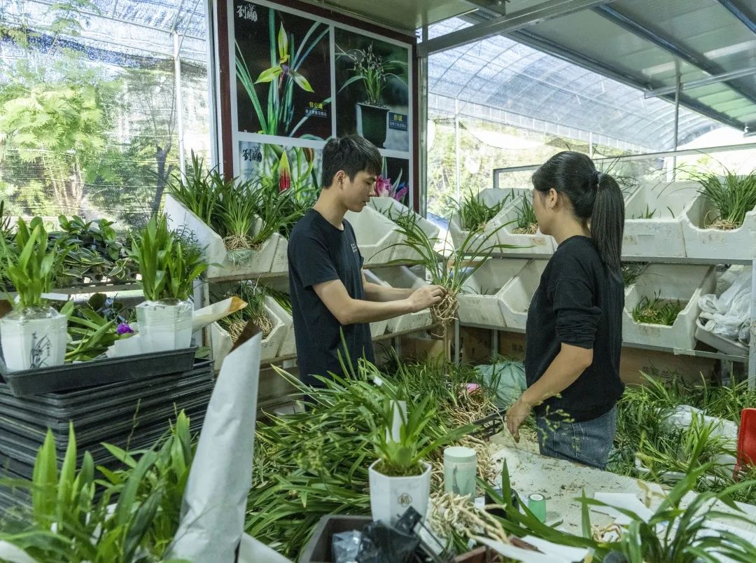 山海人家·共同富裕的故事 | 南靖"顺理",探路兰花电商,成就致富好