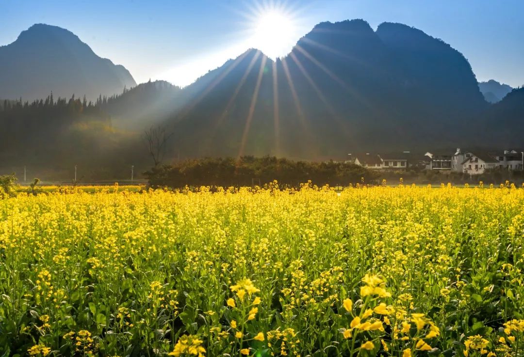 当季 | 兴义万峰林油菜花登上央视,景区赏花正当时!_澎湃号·政务_澎湃新闻-The Paper