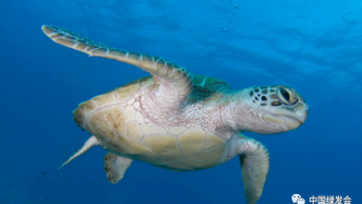 CMS北印度洋海龟工作组第四次会议将于3月7日至9日召开