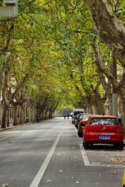 荡荡马路 | 余庆路-这条短短的小路，典雅而又浪漫