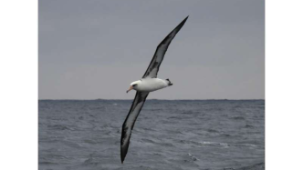 海上风电场可能会伤害海鸟，但科学家看到了净正面影响的可能性-“补偿缓解”