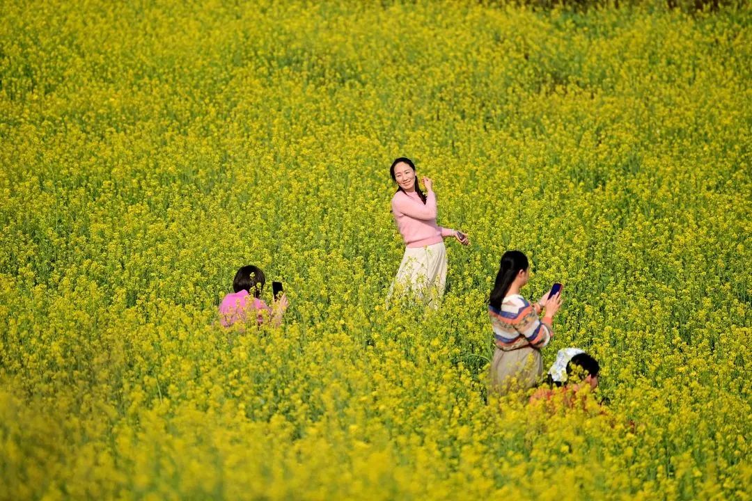 柳州柳东千亩花海图片