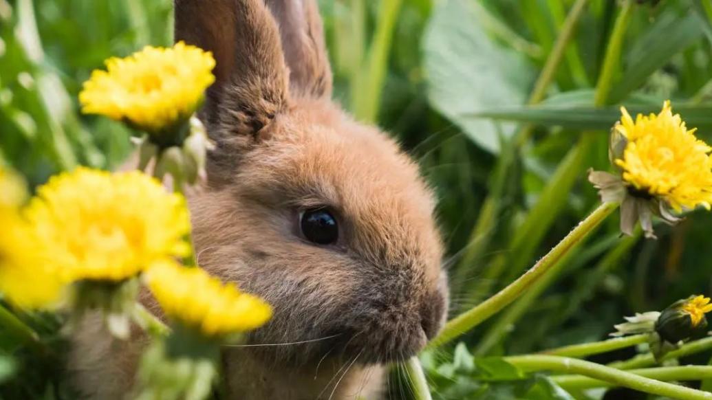 兔兔那么可爱，为什么人们还喜欢吃兔兔？