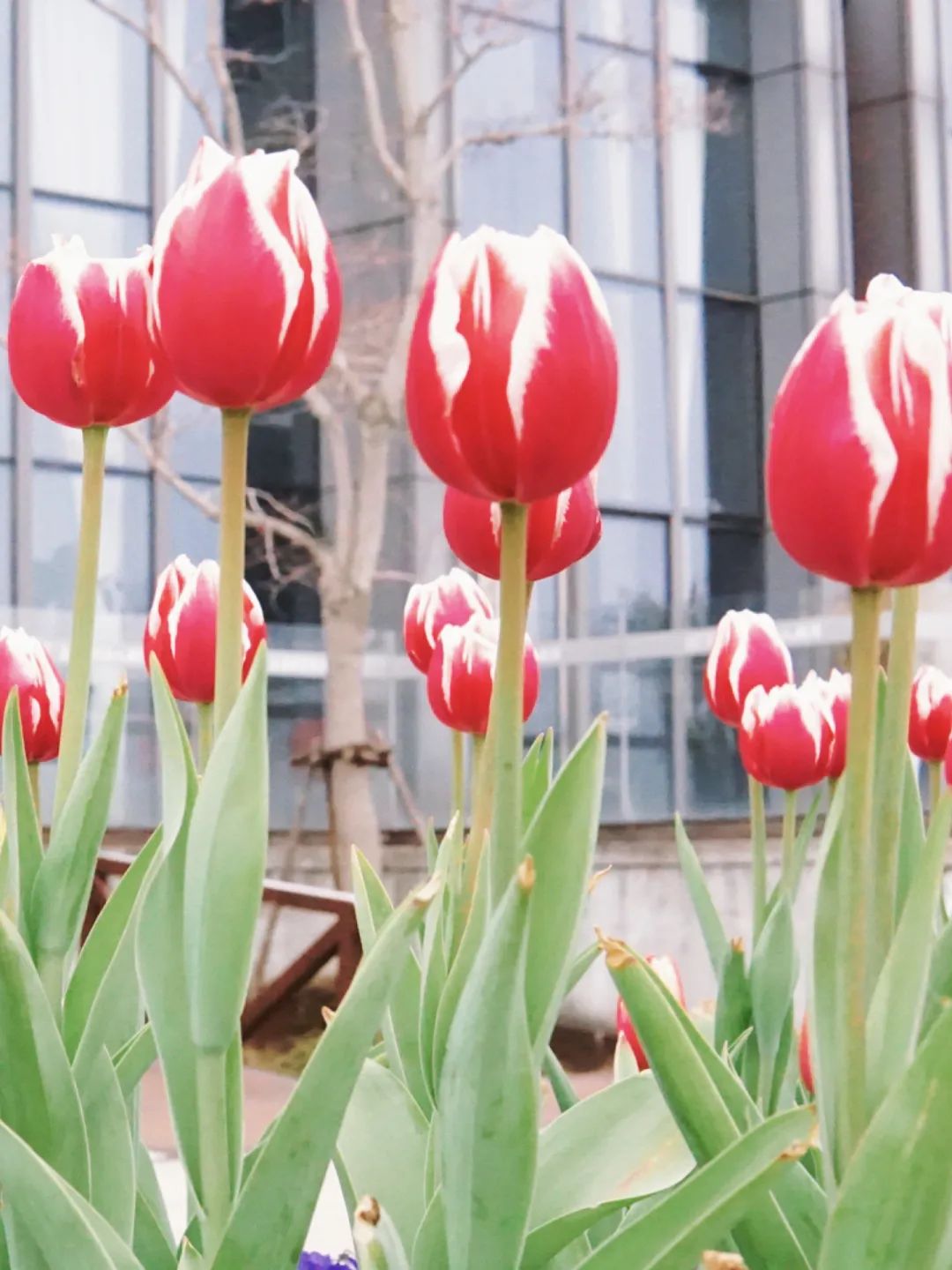 郁金香开在杨浦滨江，是怎样的风景？