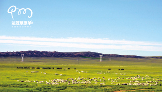 达茂草原羊：品牌引领畜牧业高质量发展