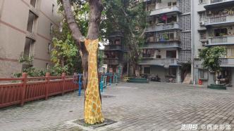 重庆：老旧小区树干上满是动物彩绘，萌态可掬增添“颜值”