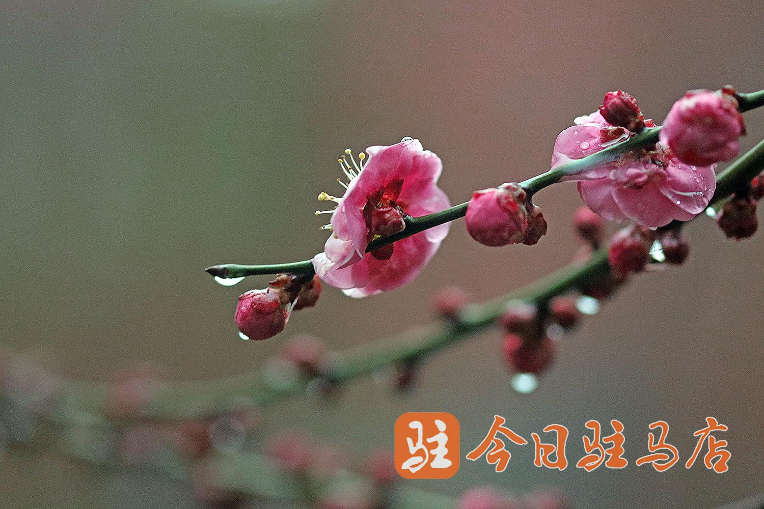 雨中红梅图片大全大图图片