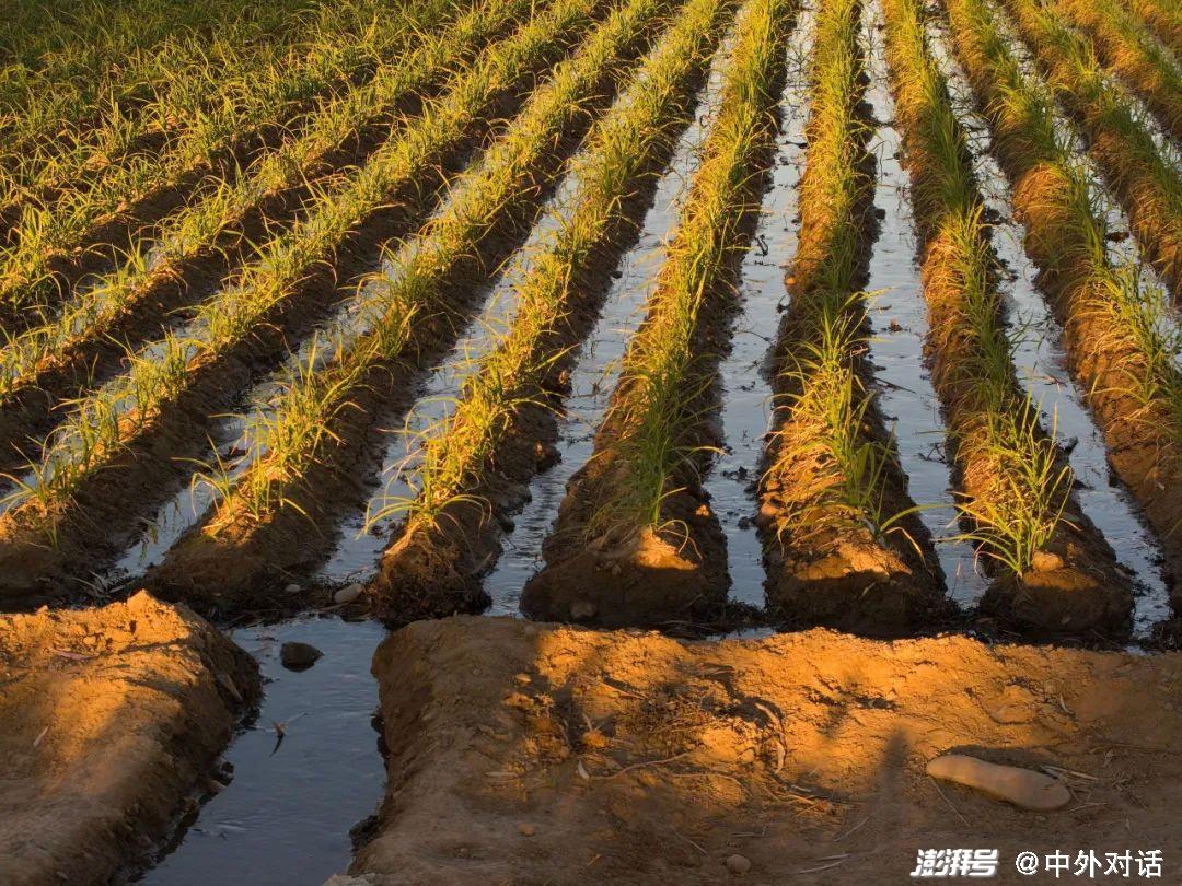 稻田甲烷减排：水稻种植正在发生的变化