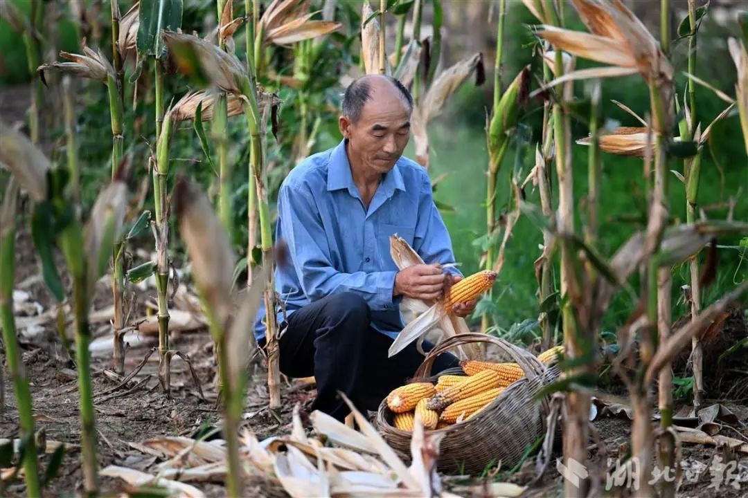 (湖北日报全媒记者 刘曙松 摄)上世纪90年代初,陈廷海当起了粮食经纪