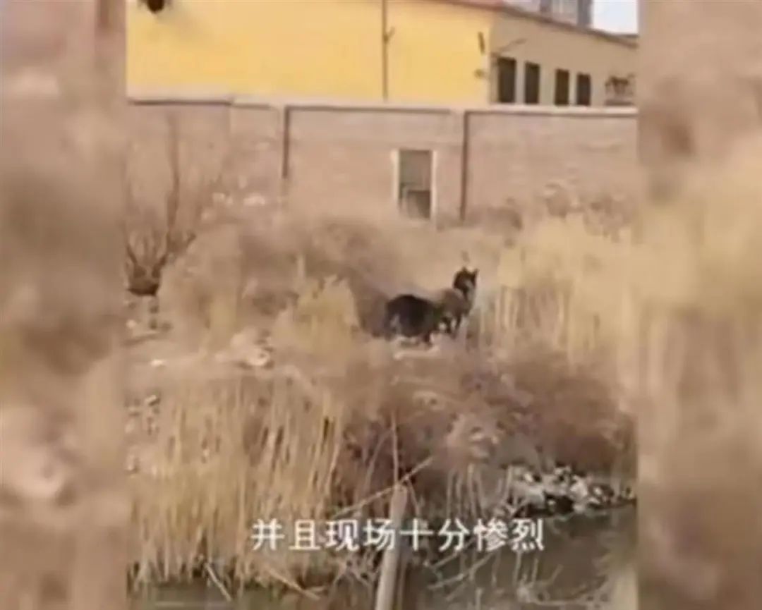 6旬夫妇遭5条恶犬围攻1死1伤,狗主人被拘留_澎湃号·湃客_澎湃新闻-The Paper