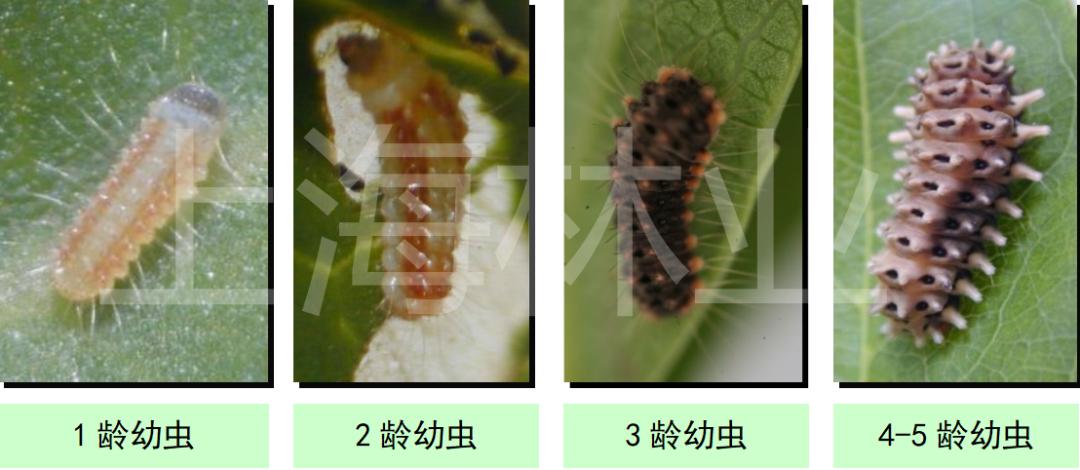 重阳木锦斑蛾幼虫图片